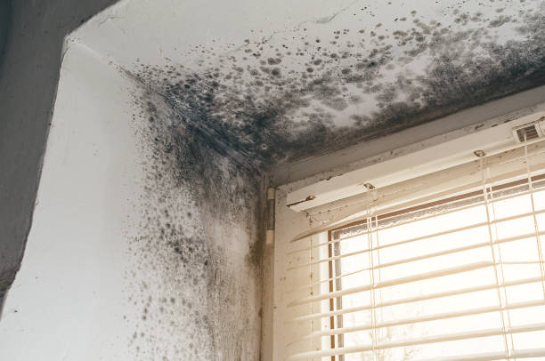Affordable Mold Remediation solutions in Kulpmont, PA